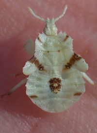 Phymata Ambush Bugs